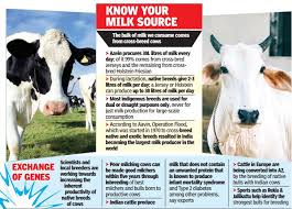 Desi Cow May Be Holy But Low Milk Yield Still A Spoiler