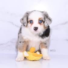 toy mini aussie puppy breeder in michigan