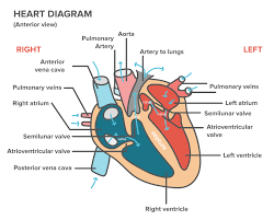 Overview Of Heart Failure Article Khan Academy