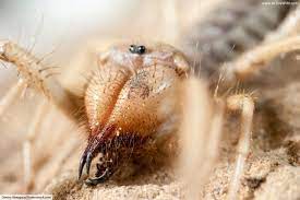 This unique creature belongs to the species solifugae. Camel Spider Facts Pictures In Depth Information Desert Arachnids