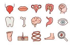 corps humain anatomie organes santé bouche oeil pied dent cerveau os icônes  collection ligne et remplissage 2614805 Art vectoriel chez Vecteezy