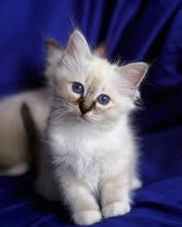 Buying kittens for sale and cats for sale could cost hundreds of dollars; Available Kittens William Adams Birman Kittens