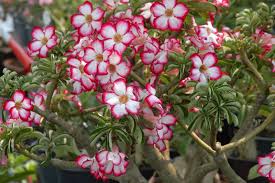 Bunga kamboja jepang sering digunakan sebagai bunga hias. 5 Cara Menanam Kamboja Dan Perawatannya Agar Cepat Berbunga