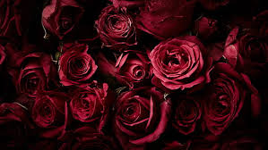 Hd Wallpaper Red Roses Dark