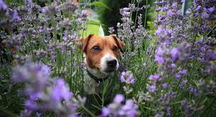 Poisonous Plants And Dogs