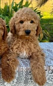 standard poodle dogs puppies