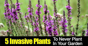 5 Invasive Plants To Never Plant In Your Garden