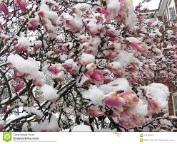 Resultado de imagen de primavera en marzo