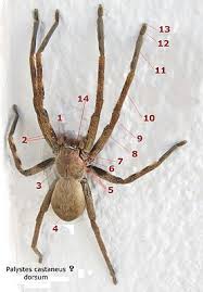 Spider Wikipedia