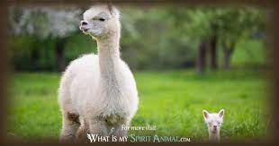 meaning llama alpaca spirit totem