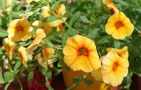 Si hay mucho sol incorporá las plantas suculentas, como el aloe vera, o plantas carnosas como la beschorneria o los. 9 Flores Colgantes Para Balcon O Terraza Jardineria On