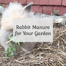 rabbit manure in the garden the cape coop