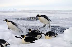 They do not leave nesting areas to feed. Emperor Penguin Pictures Aptenodytes Forsteri Page 1