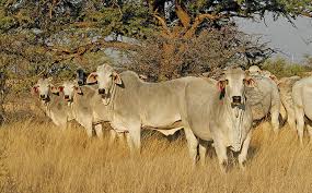 The brahman breed (also known as brahma) originated from bos indicus cattle from india, the sacred cattle of india. Know Your Cattle Brahman