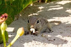 However, squirrels have extremely sharp nails and teeth and, unlike domesticated mammals, no chew inhibition reflex. Mammals Padre Island National Seashore U S National Park Service