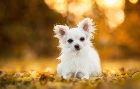 100 chihuahua wallpapers wallpapers com
