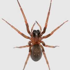 Spiders In Texas Species Pictures