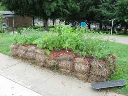 straw bale gardening offers options for