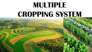 MULTIPLE CROPPING SYSTEM - YouTube