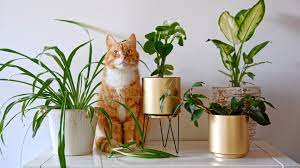 5 Simple Ways To Cat Proof Your Plants