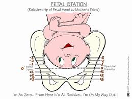 41 New Fetal Station Chart Home Furniture