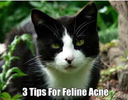Hydrogen peroxide apply hydrogen peroxide onto your cat's skin with a cotton ball. 3 Natural Treatments For Feline Acne Holistic Vet And Pet Nutrition Journal