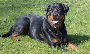 rottweiler breed characteristics care