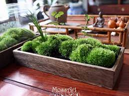 Moss Table Garden Kit