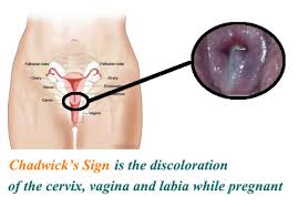 ob maternal changes flashcards quizlet