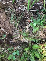 Weed Mat Becomes A Mat Of Weeds