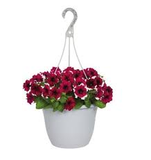 Lowe's guarantees their plants, trees, shrubs and perennials the lowes 1 year plant guarantee is only on perennials, not annuals. You Can Get Hanging Baskets At Lowe S For 4 50 Each