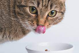how do cats taste their food vet