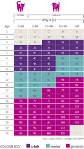 Cat Dog Age Calculator Whats The Real Age Of Your Pet