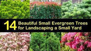 small evergreen trees for landscaping