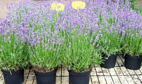 Lavendel ist an nährstoffarme standorte gewohnt und benötigt daher keine üppige versorgung mit düngern. Lavendel Alles Zu Sorten Anbau Pflege Plantura
