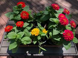 Zinnias A New Annual Tradition