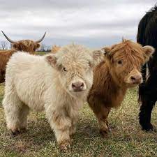mini highland cow miniature cow pair