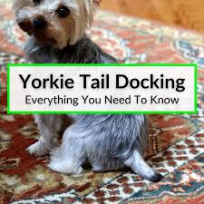 yorkie tail docking everything you