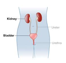 Kidneys And Urinary System Medlineplus