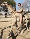 is-it-possible-to-ride-a-giraffe