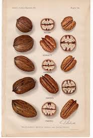 1912 Pecans Nuts Original Antique Botanical Nut Fruit Print