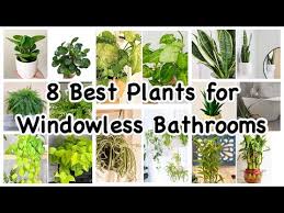 8 Best Plants For Windowless Bathrooms