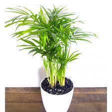 Buy Areca Palm Plant Pot Included