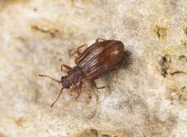 carpet beetles vs lice similarities