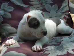 It recognizes a similar one: American Staffordshire Terrier Puppies For Sale