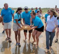 merr releases three sea turtles back to