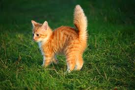 Explore 107 listings for free tabby kittens for sale at best prices. Royalty Free Photo Orange Tabby Kitten On Top Of Green Grass Pickpik
