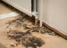 what to do about mold under floors