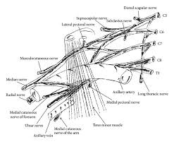Relationships Of Brachial Plexus And Its Portions Of The