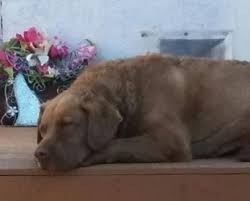 What are the nicknames for the chesapeake bay retriever? Chesapeake Rescue Canada Home Facebook